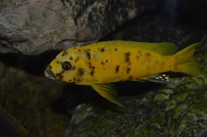 Maylandia sp. 'zebra gold' Kawanga